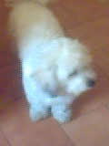 tomy